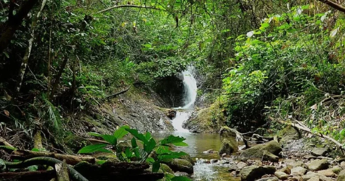 Arong Mountain Forest Eco Park — foto sebenar 2