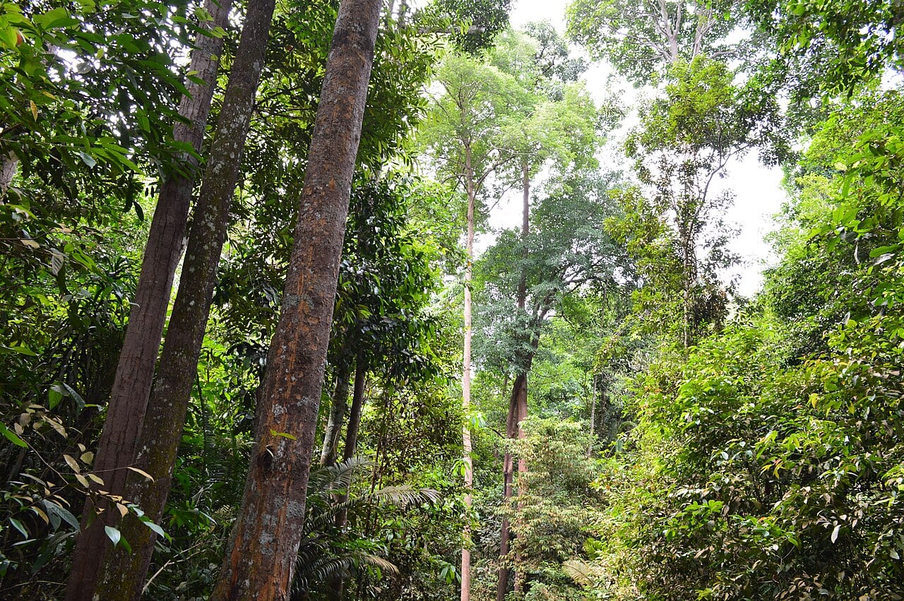 Gambar 2 Ayer Keroh Recreational Forest