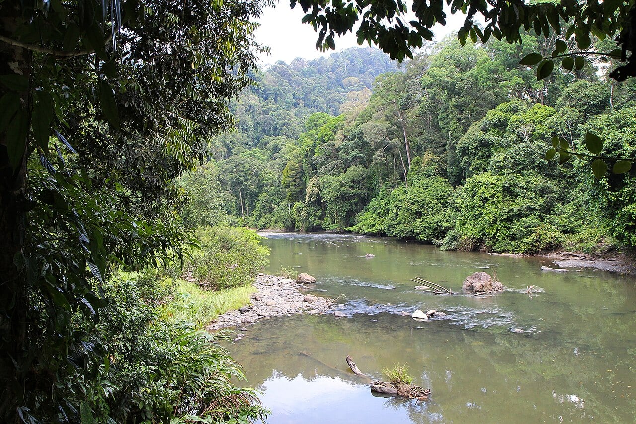 Gambar Danum Valley Conservation Area