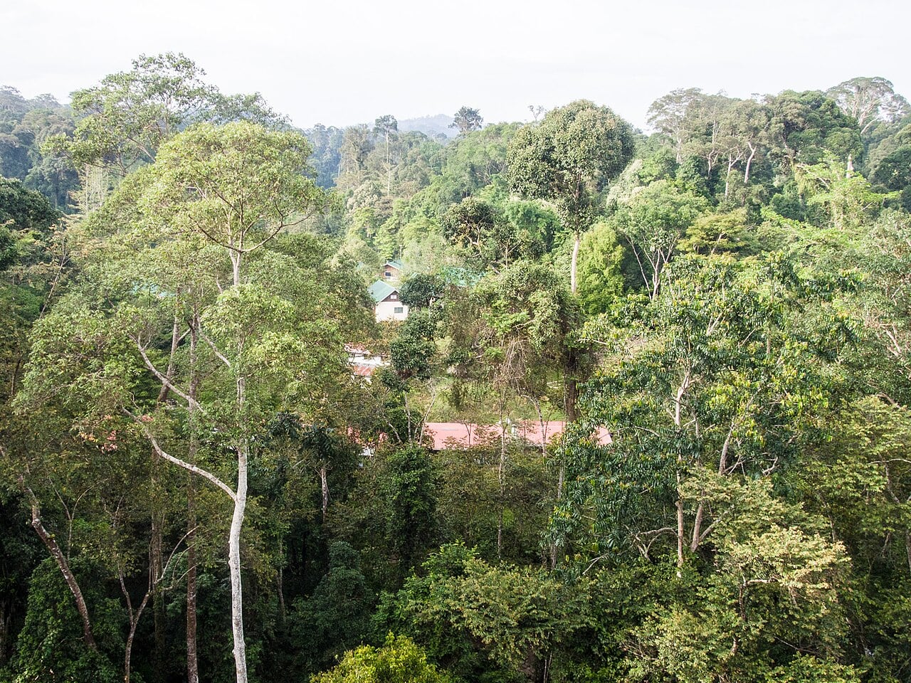 Gambar 3 Danum Valley Field Centre