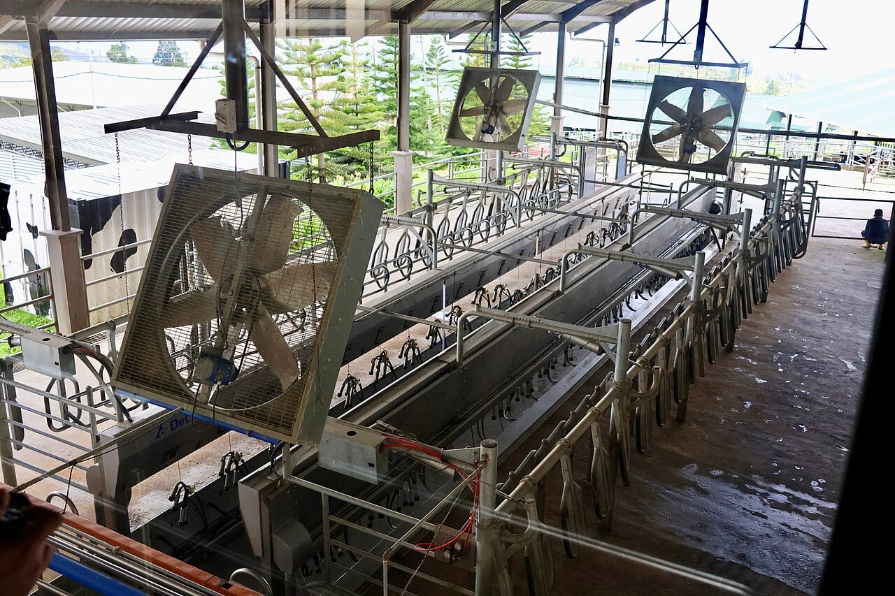 Gambar 3 Desa Cattle Dairy Farm