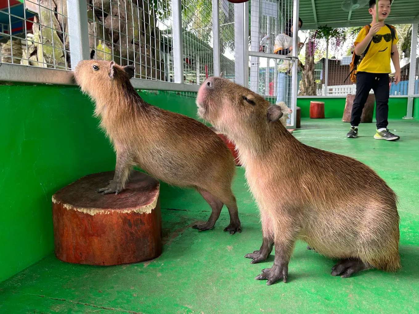 Desaru Mini Zoo — foto sebenar 4