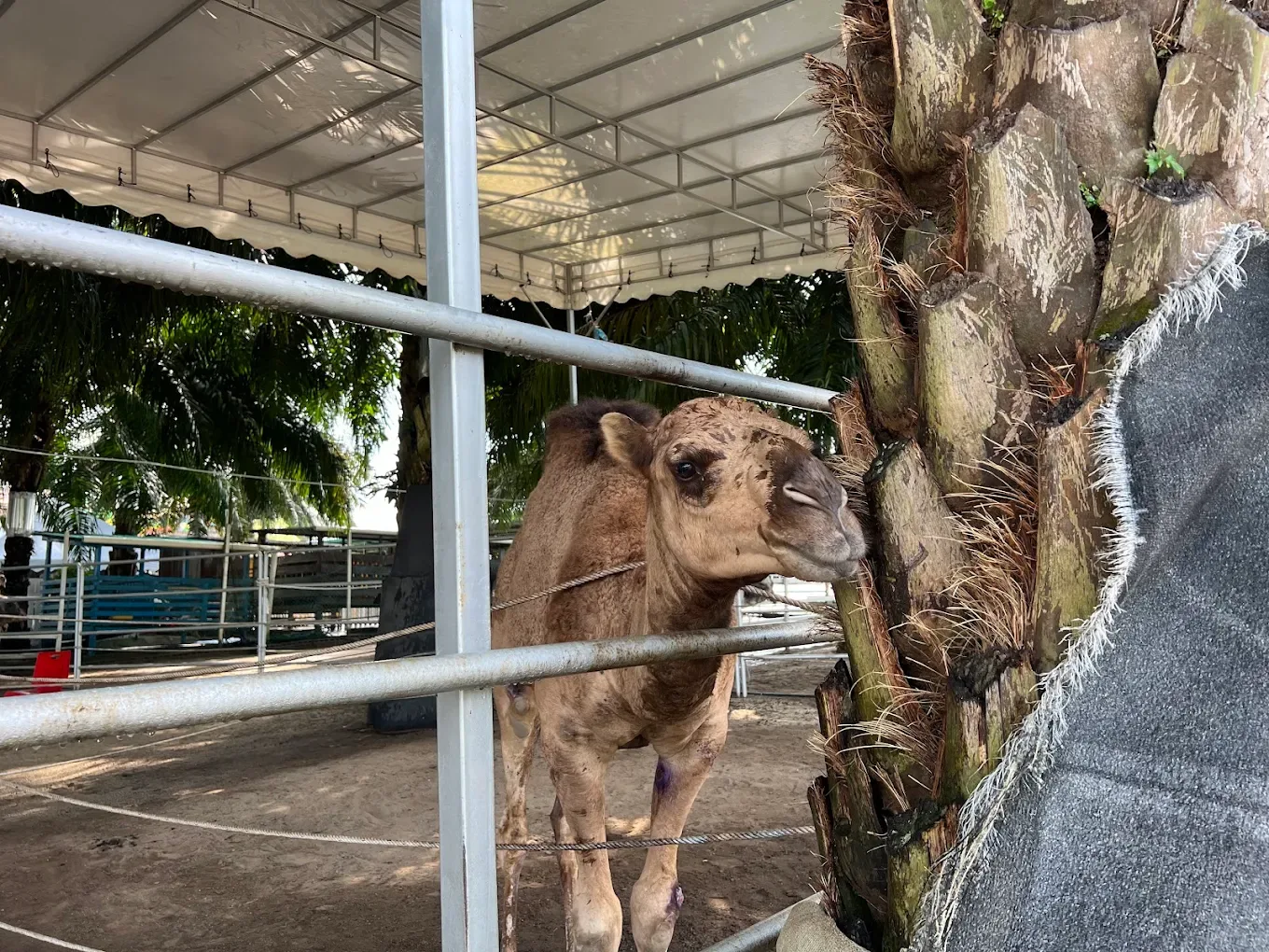 Desaru Mini Zoo — foto sebenar 5