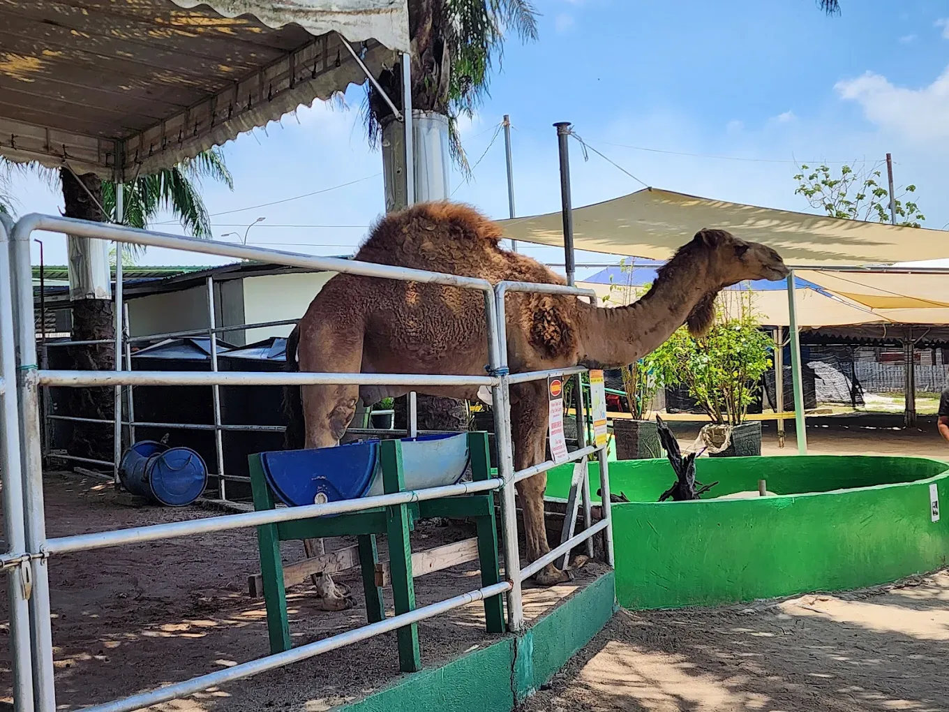 Desaru Mini Zoo — foto sebenar 7