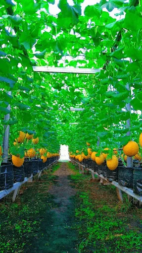 D’Impian Agro Farm — foto sebenar 2