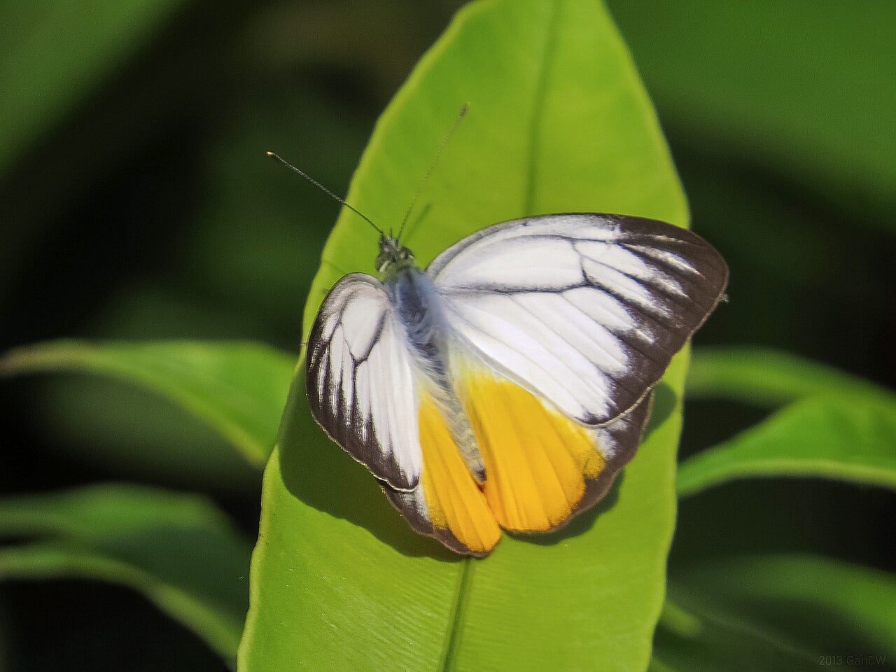 Gambar 2 Endau-Rompin Peta National Park