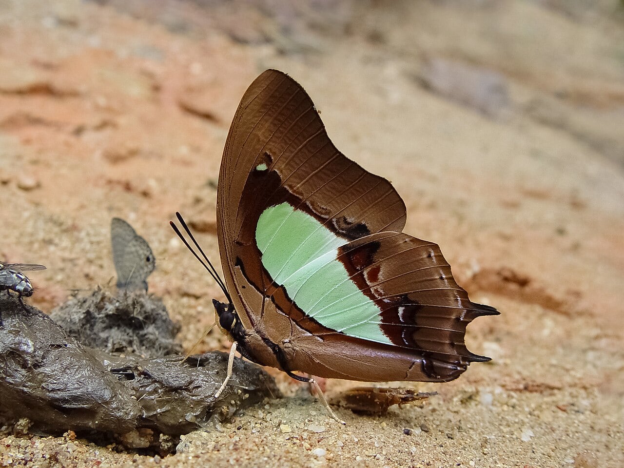 Gambar 3 Endau-Rompin Peta National Park