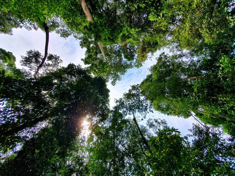 Endau Rompin Peta Johor National Park — foto sebenar 4