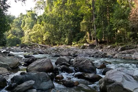 Endau Rompin Selai National Park — foto sebenar 3