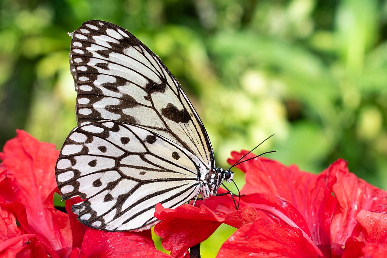 Gambar 3 Entopia by Penang Butterfly Farm