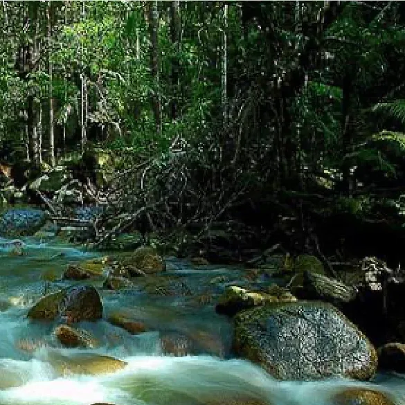 Hutan Lipur Sungai Bantang — foto sebenar 4 (crop)