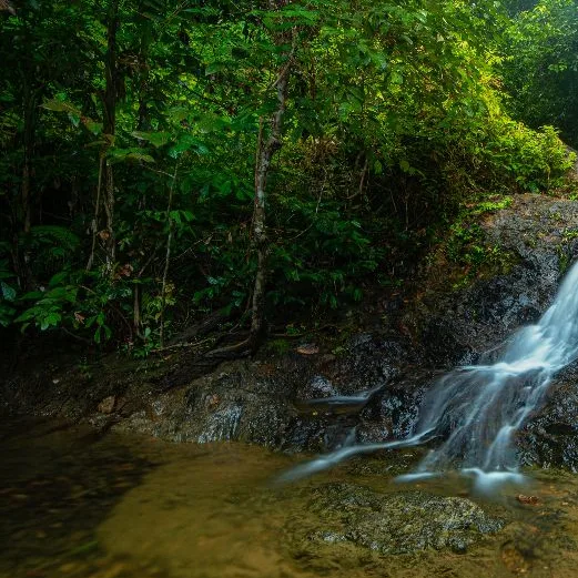 Hutan Taman Negeri Ayer Hitam Utara — foto sebenar 2 (crop)