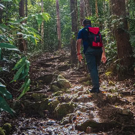 Hutan Taman Negeri Ayer Hitam Utara — foto sebenar 3 (crop)