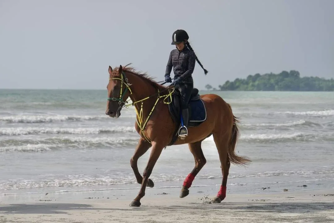 JDT Horse Carriage — foto sebenar 4