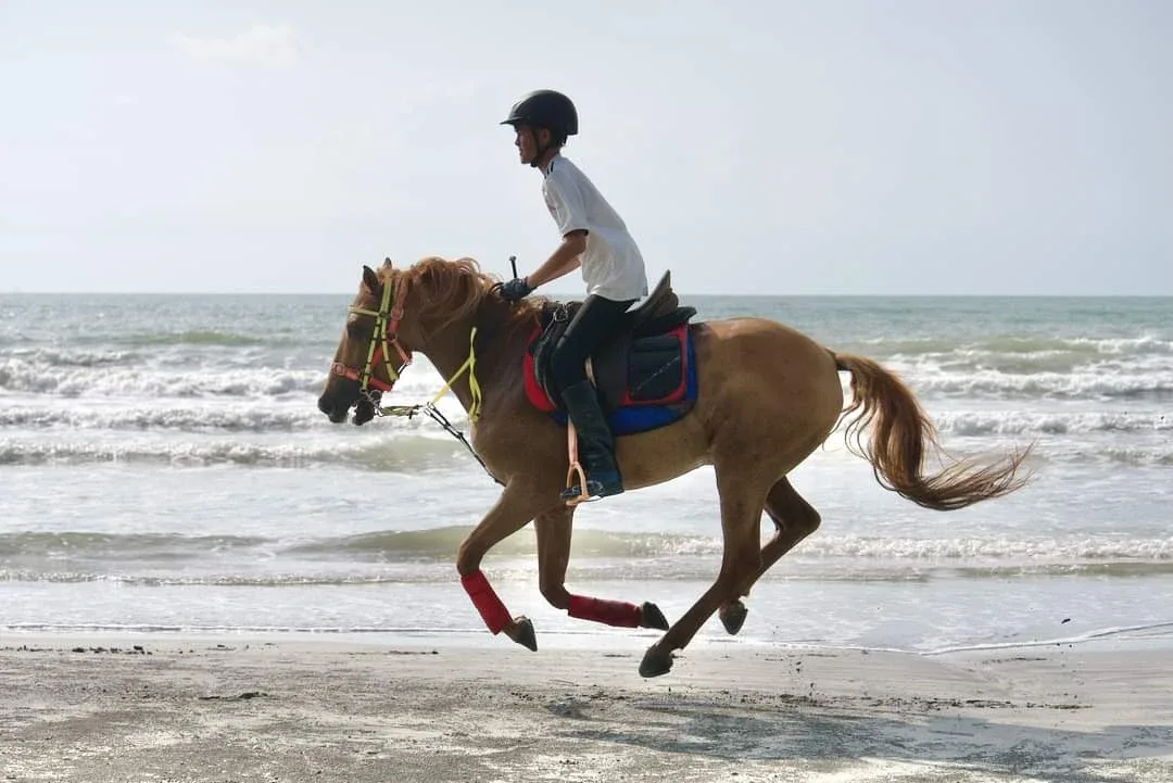 JDT Horse Carriage — foto sebenar 6