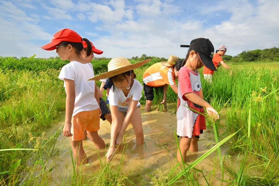 Kahang Organic Rice Eco Farm — foto sebenar berbeza 4