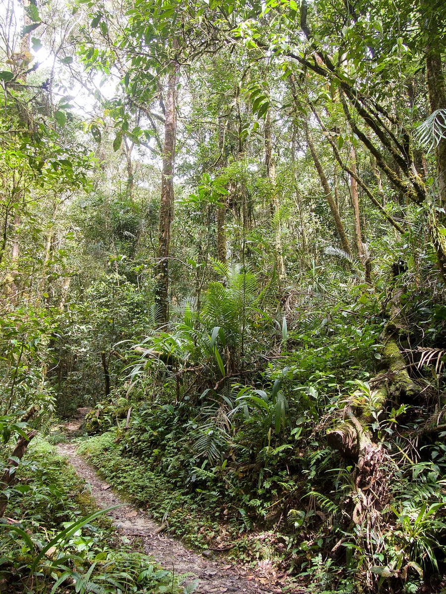 Gambar Kinabalu Park