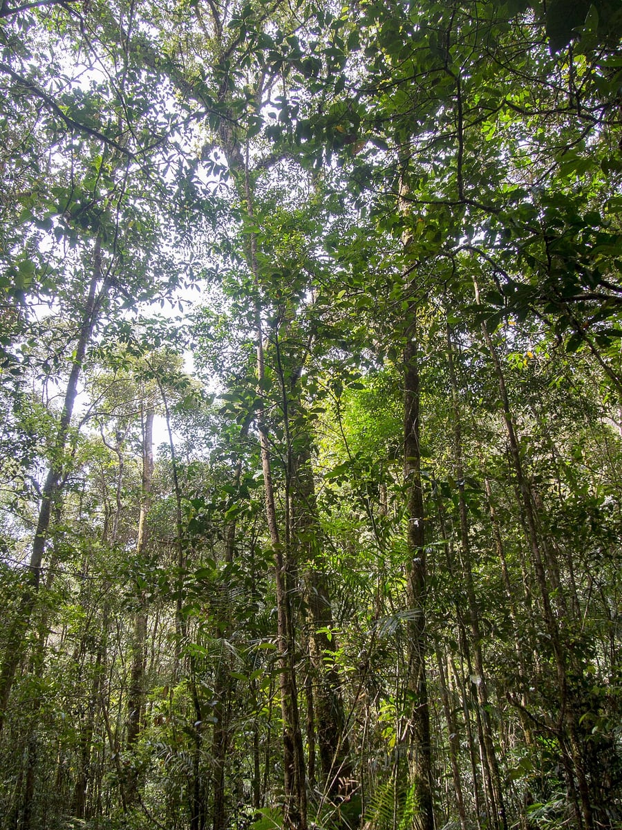 Gambar 2 Kinabalu Park