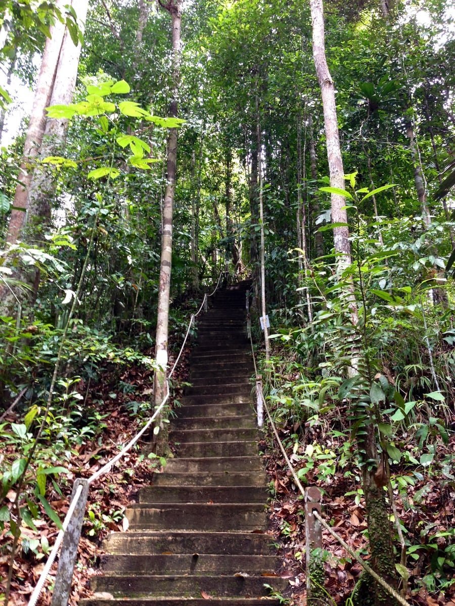 Gambar Lambir Hill Summit Trail