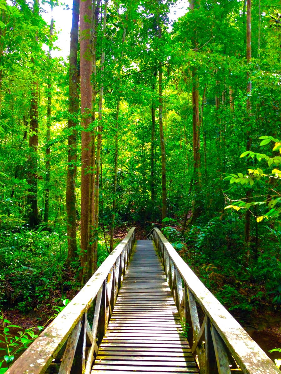 Gambar 3 Lambir Hill Summit Trail
