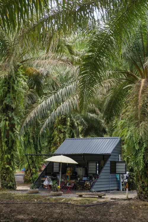 Made In The Wild — foto sebenar 3