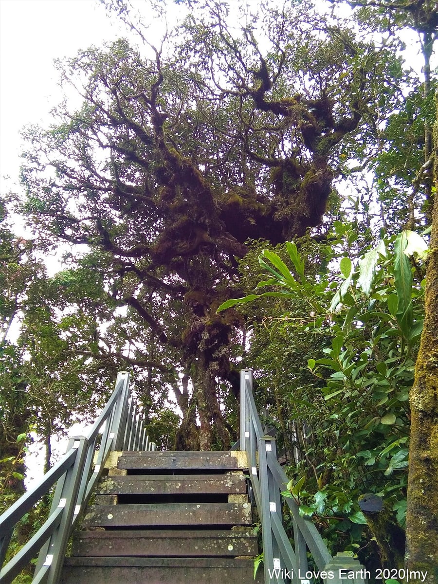 Gambar Mossy Forest / Gunung Brinchang
