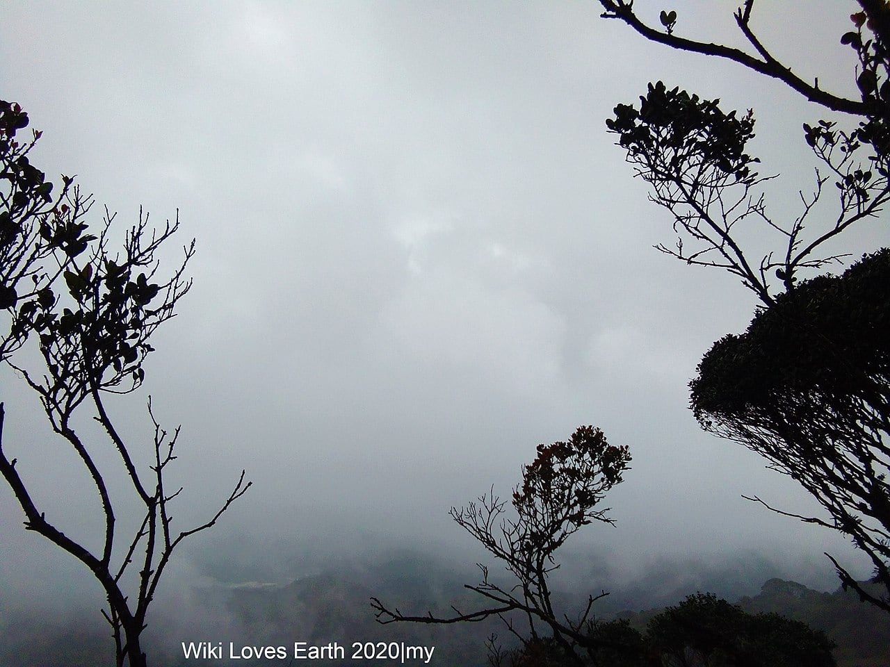 Gambar 2 Mossy Forest / Gunung Brinchang