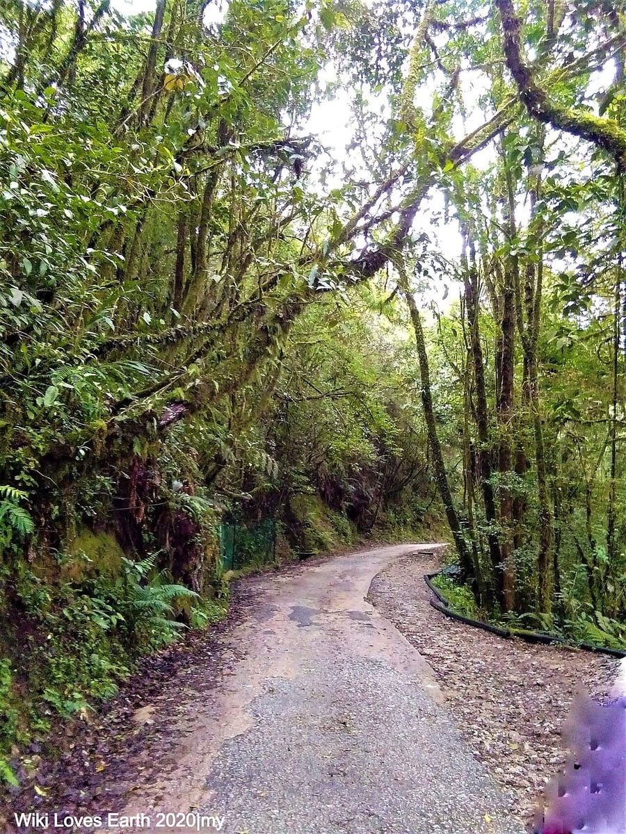 Gambar 3 Mossy Forest / Gunung Brinchang