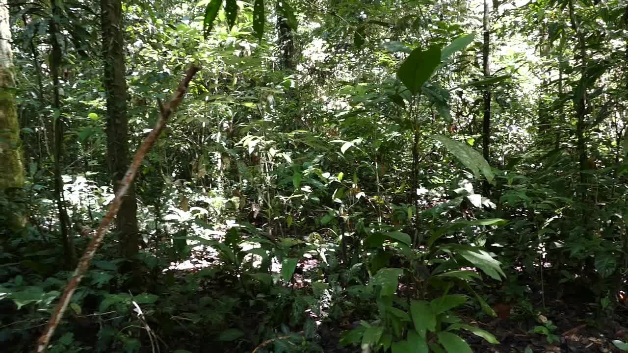 Gambar 3 Paku Waterfall Mulu