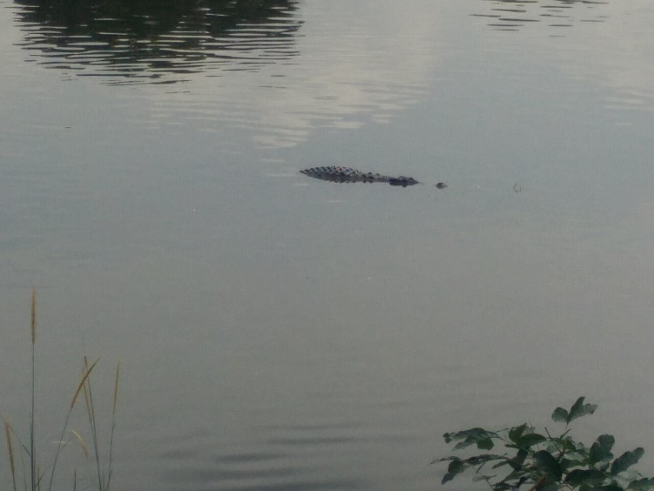 Gambar Paya Indah Wetlands Camp