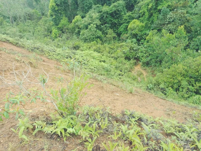 Gambar Pelepah Kiri @ Bukit Sisek