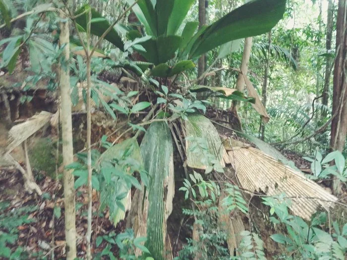 Pelepah Kiri @ Bukit Sisek — foto sebenar berbeza 4