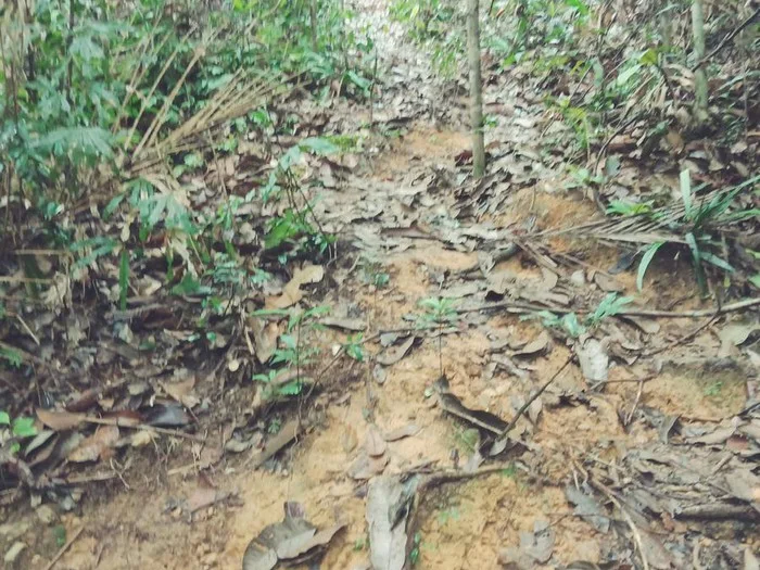 Pelepah Kiri @ Bukit Sisek — foto sebenar berbeza 5