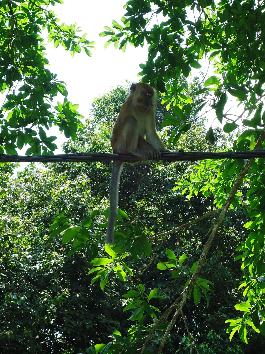 Gambar 3 Penang Botanic Gardens