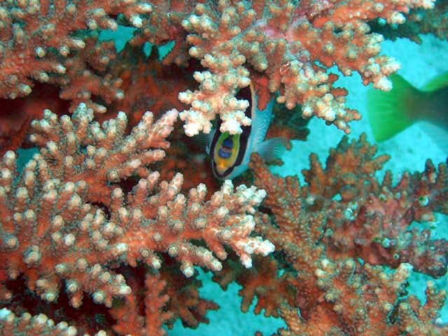 Gambar 3 Pulau Aur, Taman Laut Sultan Iskandar