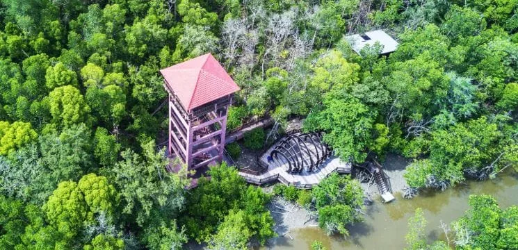 Kukup Island Johor National Park — foto sebenar 3