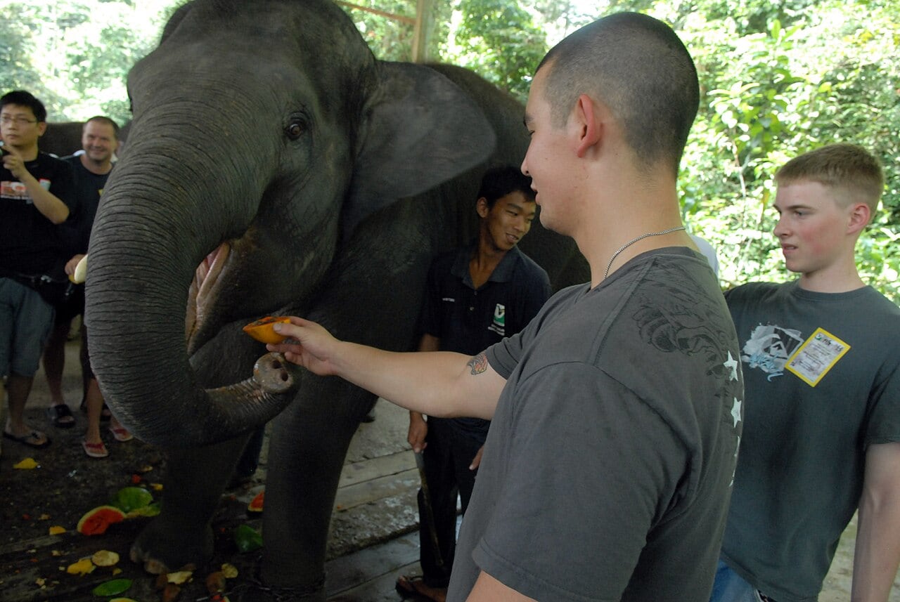 Gambar Pusat Konservasi Gajah Kebangsaan Kuala Gandah