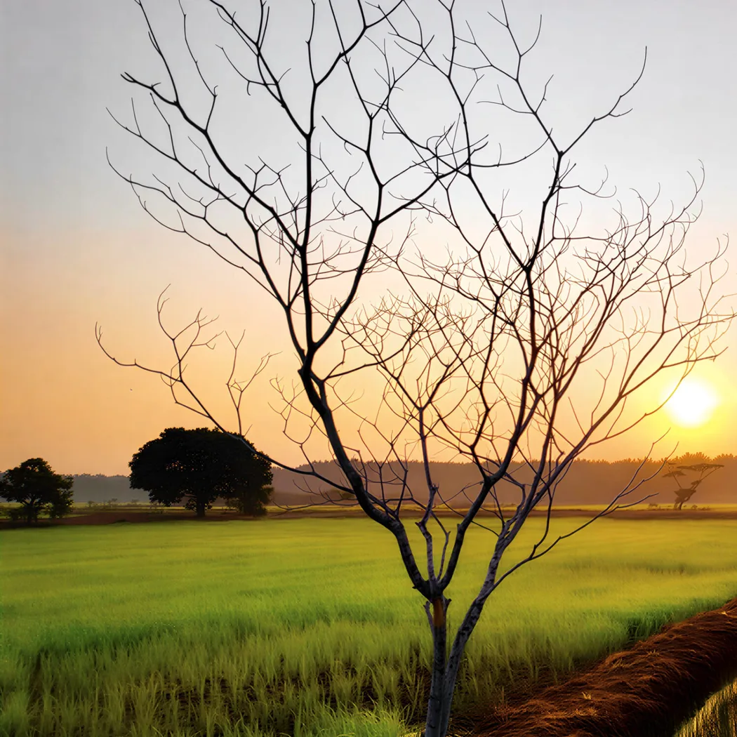 Sawah Ring — foto sebenar 5 (crop)