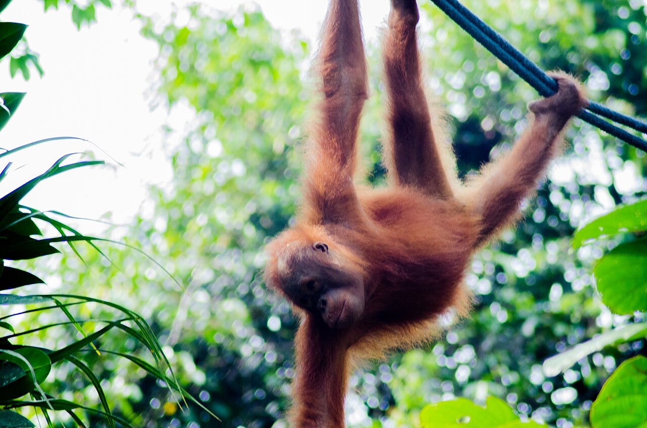 Gambar Semenggoh Nature Reserve