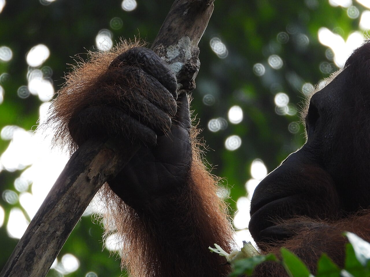 Gambar 2 Semenggoh Nature Reserve