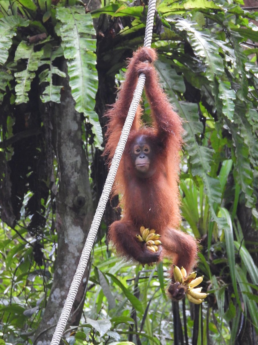 Gambar 3 Semenggoh Nature Reserve