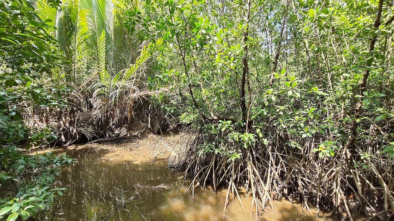 Gambar Setiu Wetlands