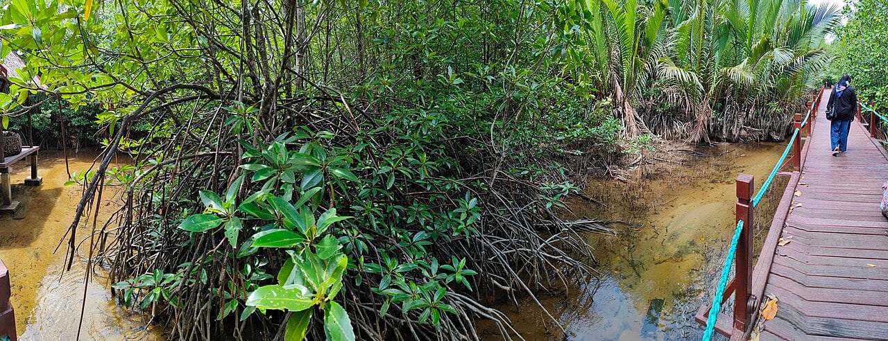 Gambar 2 Setiu Wetlands