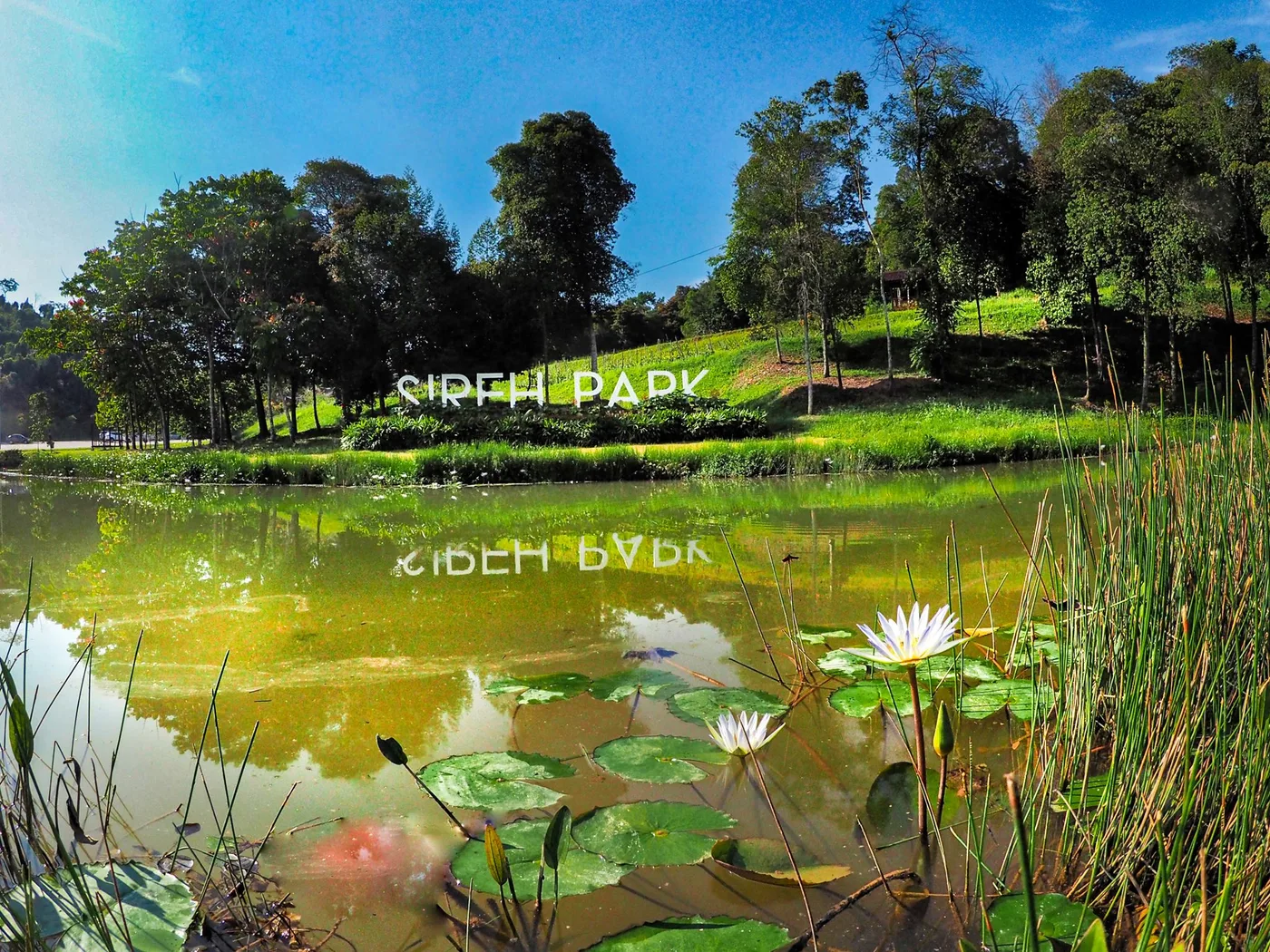Sireh Park — foto sebenar 5