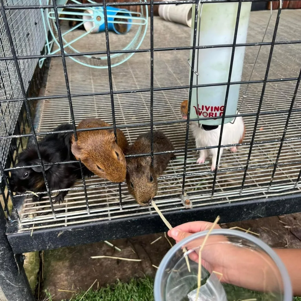 Star Fish Leisure Farm — foto sebenar 6