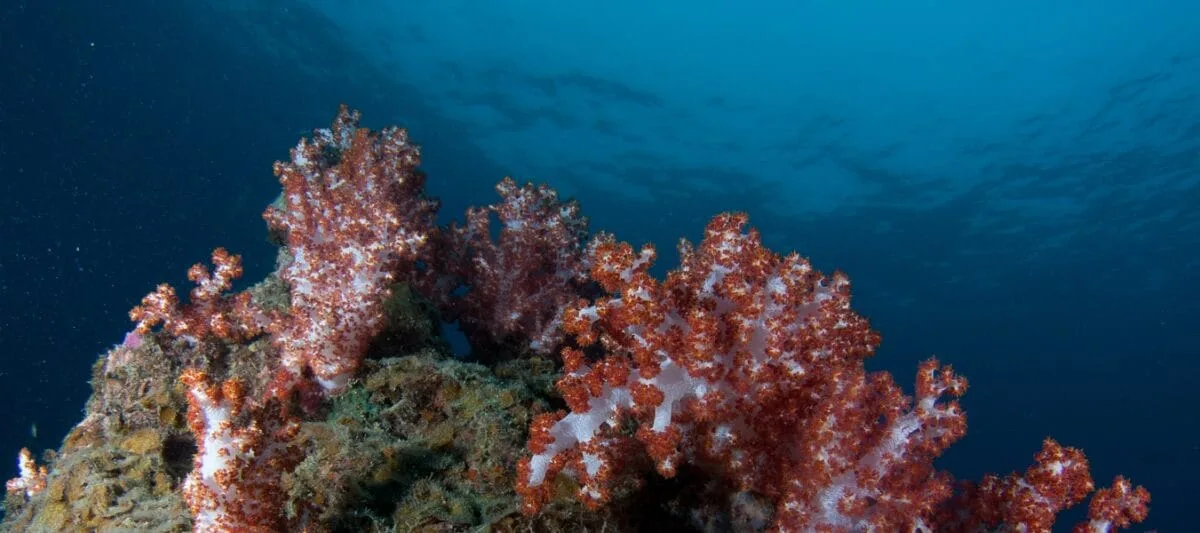 Sultan Iskandar Marine Park — foto sebenar 6