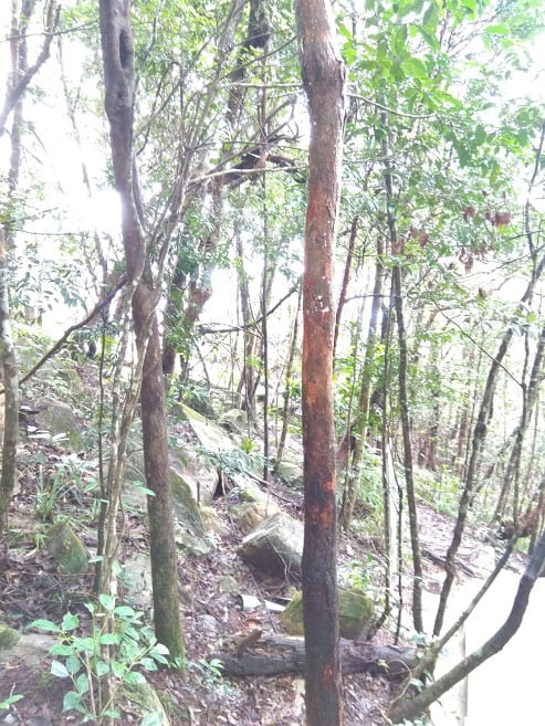 Gambar 2 Hutan Lipur Sungai Sedim