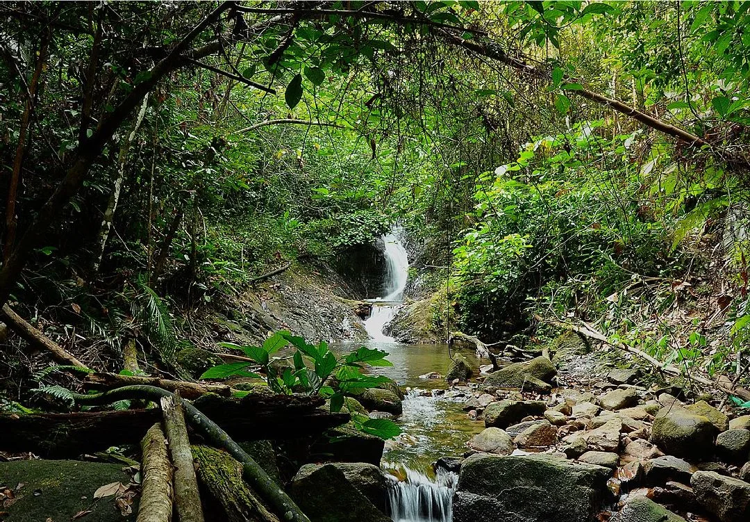 Taman Eko Rimba Gunung Belumut — foto sebenar 3