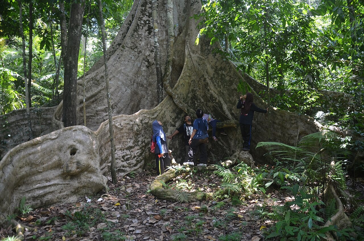 Gambar 3 Taman Eko Rimba Gunung Senyum