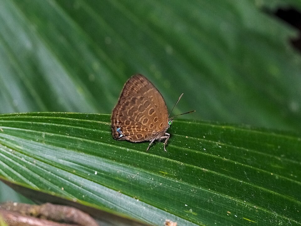 Gambar Taman Eko Rimba Lata Jarum